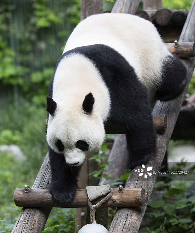 动物园自然保护大熊猫摄影图片图片素材