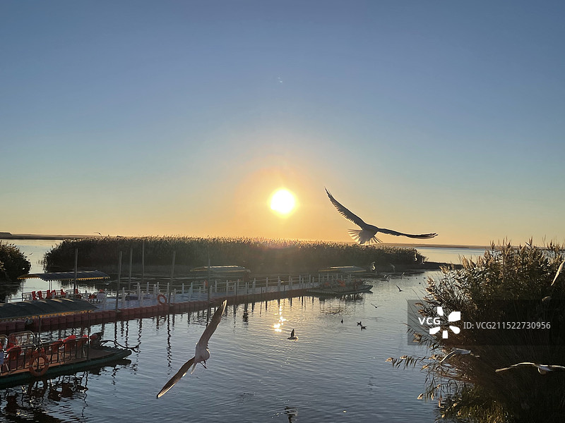 居延海，日出，码头，海鸥图片素材