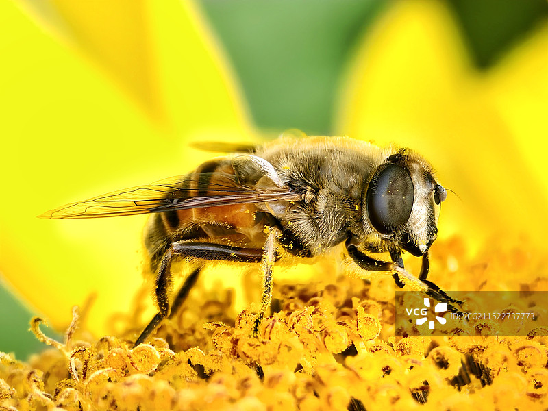 工作中的蜜蜂图片素材