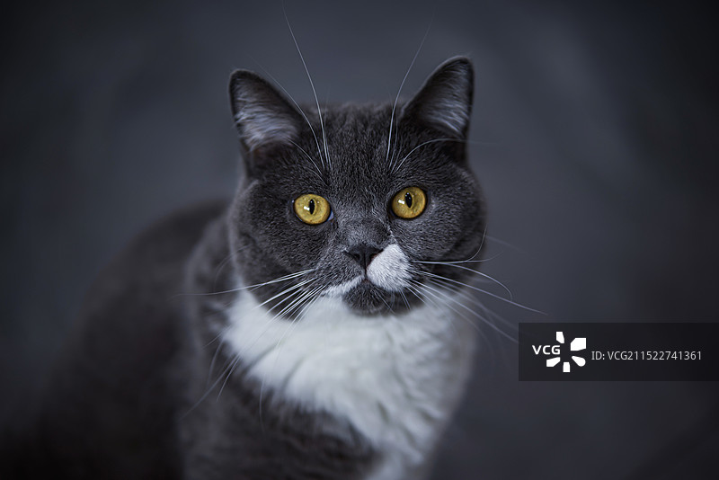 英国短毛猫图片素材