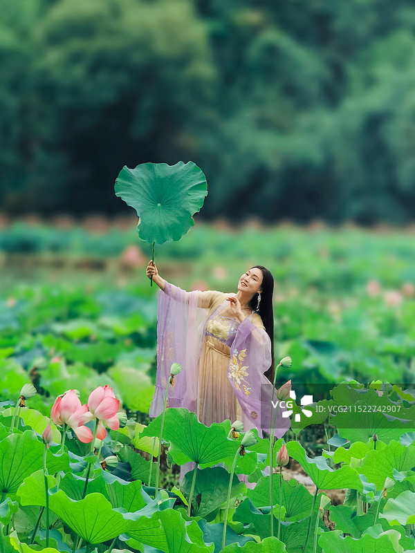 夏荷之恋图片素材