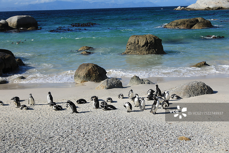 开普敦企鹅湾图片素材