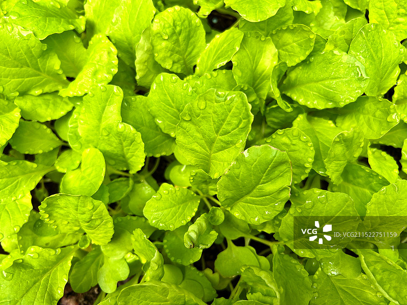 四季小白菜图片素材