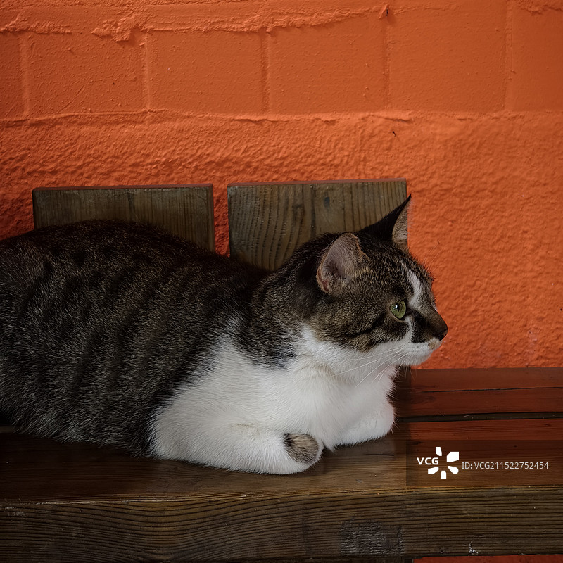 猫咪·侧脸图片素材