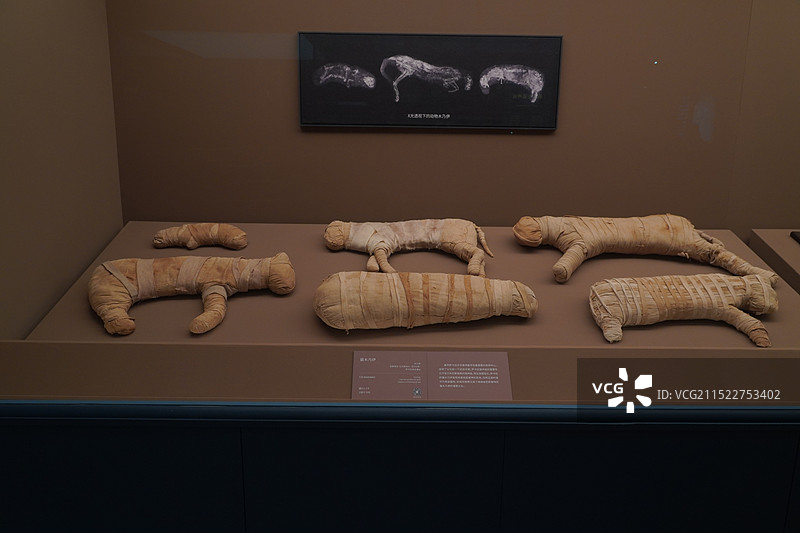 上博埃及展埃及猫咪木乃伊图片素材