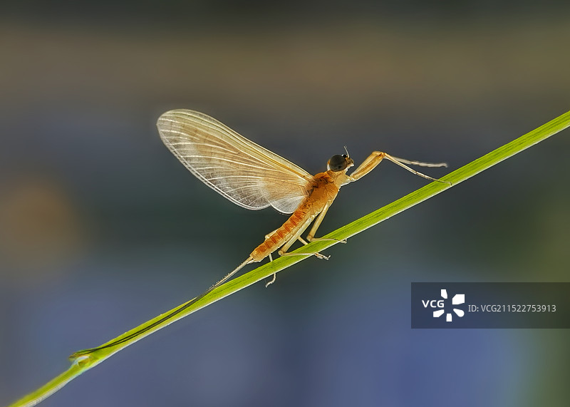 夜色阑珊（蜉蝣）图片素材