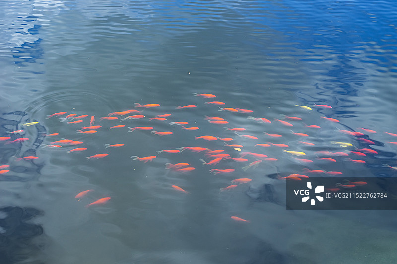 中国野生动物野外动物拍摄主题，湖水里一群的锦鲤鲤鱼，户外白昼无人图像摄影图片素材