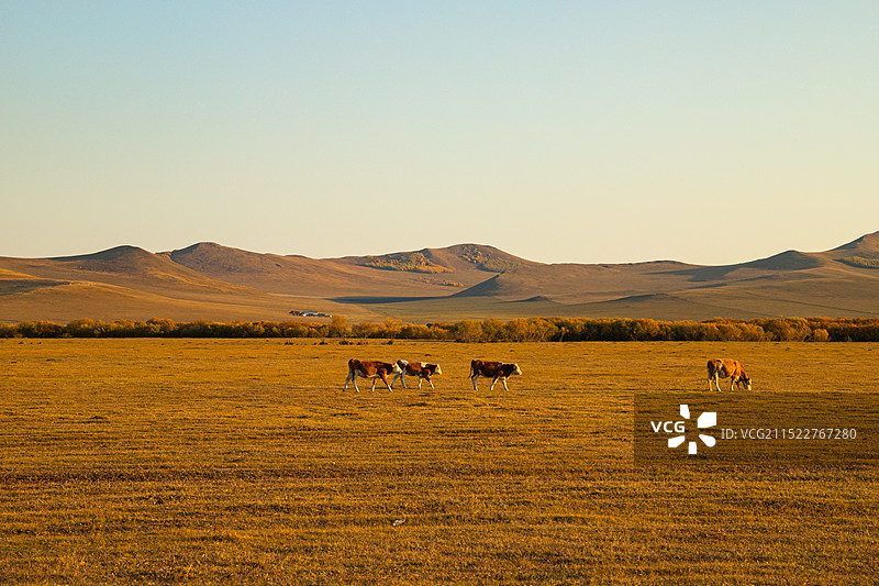 中国内蒙古呼伦贝尔草原秋季风光图片素材