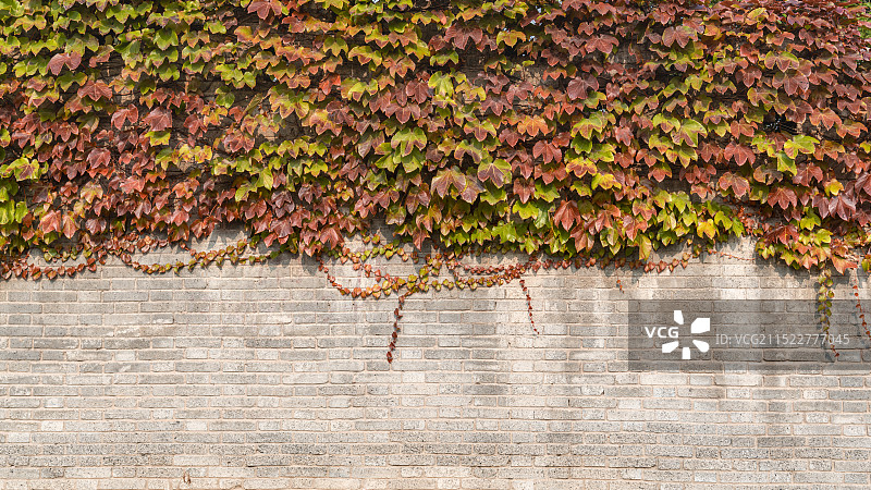 秋天茂密的树叶挂在砖墙上图片素材