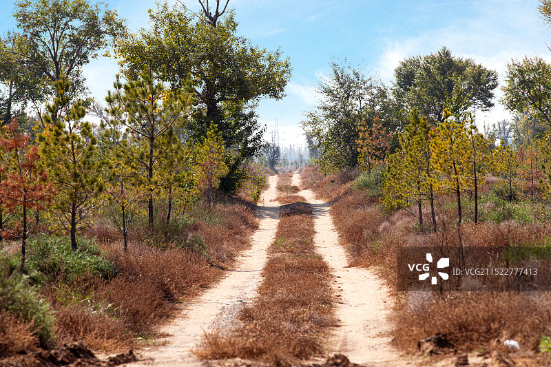 乡村小道图片素材