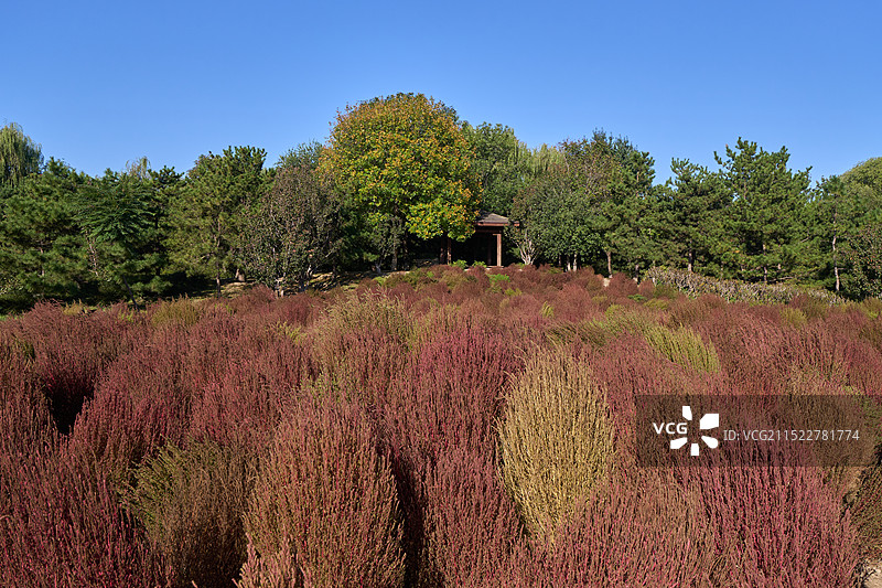 北京奥林匹克森林公园北园地肤草图片素材