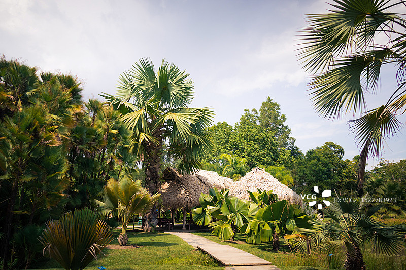 西双版纳中科院植物园图片素材