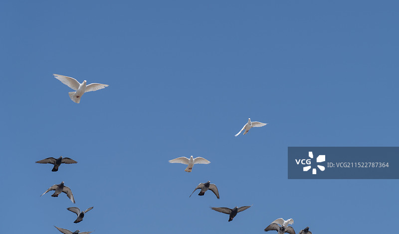 飞翔的白鸽图片素材