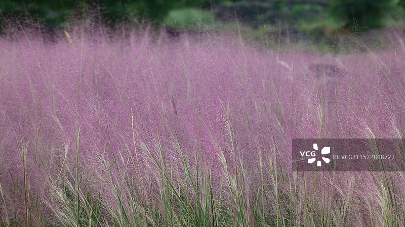 粉黛乱子草图片素材