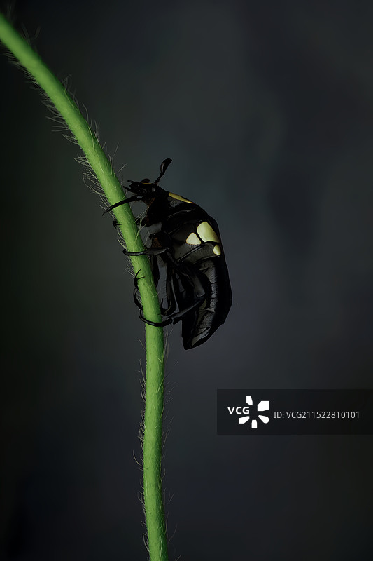 努力向上的金龟子图片素材