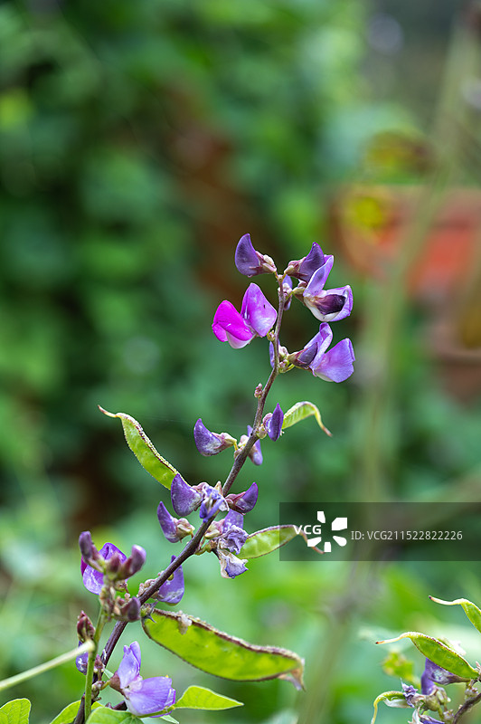 峨眉豆花扁豆花图片素材