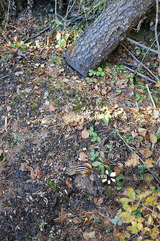 长白山天池图片素材