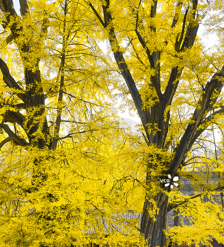 中国自然风光拍摄主题，山东泰安泰山，秋天的玉泉寺的千年银杏树黄了，户外白昼无人图像摄影图片素材