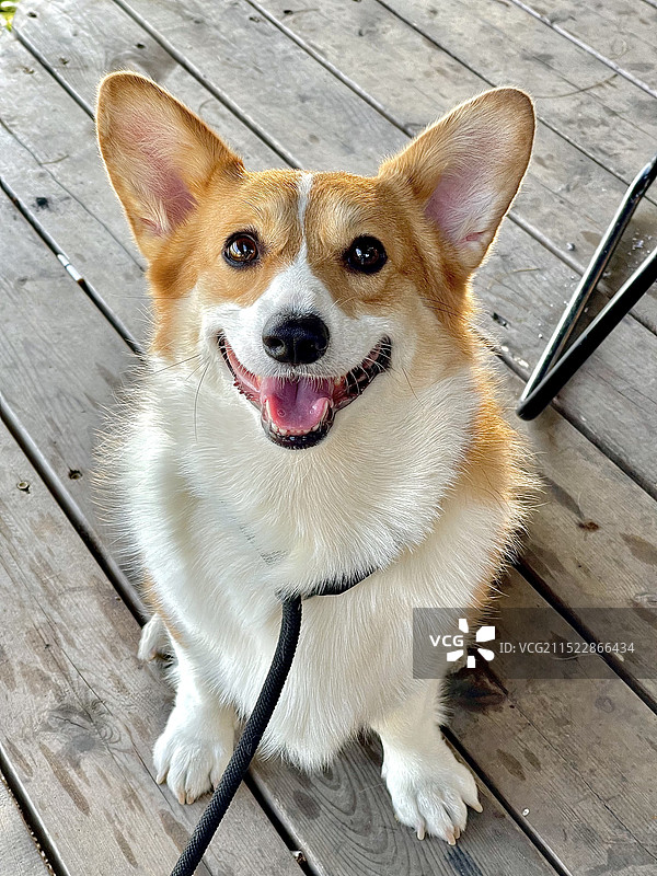 我的小狗2图片素材