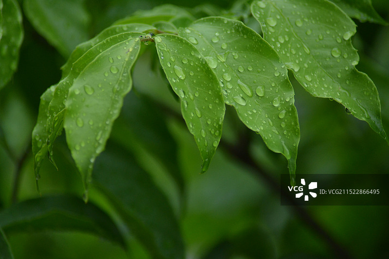 雨季湿植物叶片特写图片素材