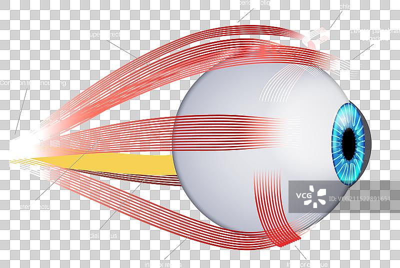 眼外肌解剖图片素材