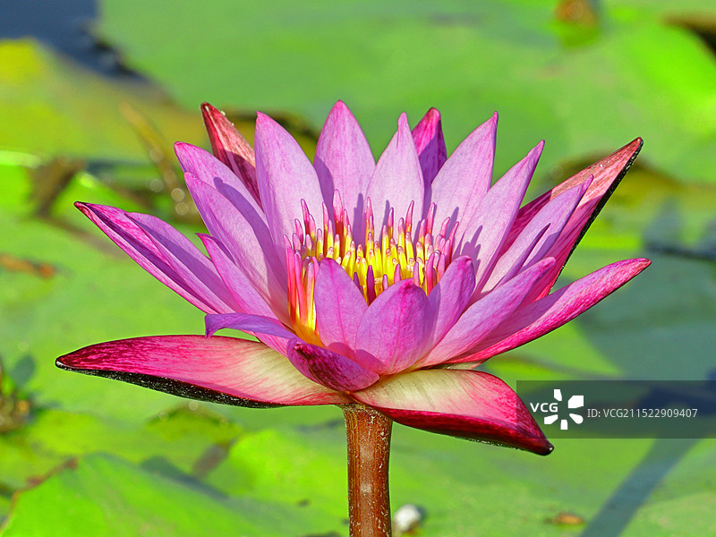 特写【国庆红】小睡莲图片素材