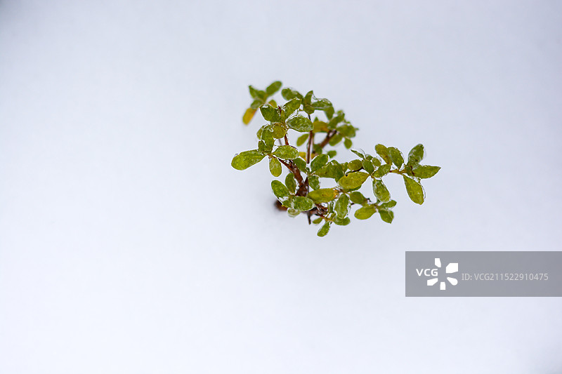 雪地上的植物图片素材