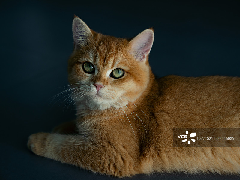 金渐层图片素材