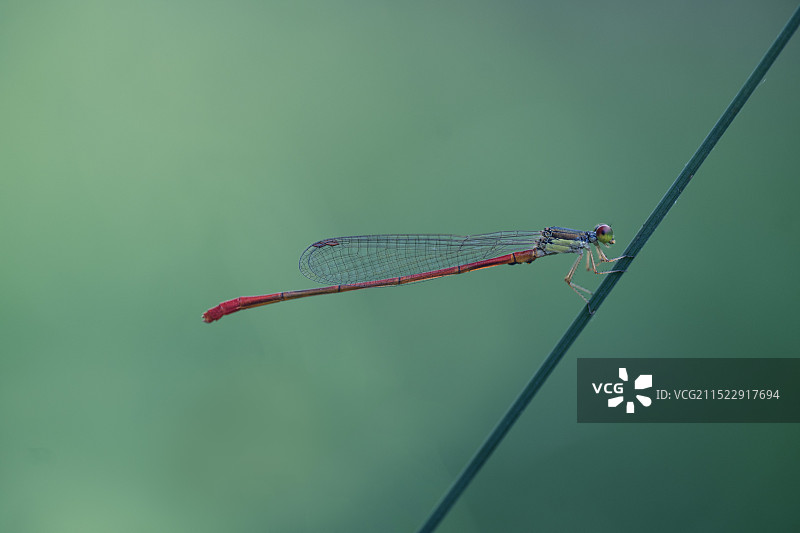 红豆娘图片素材