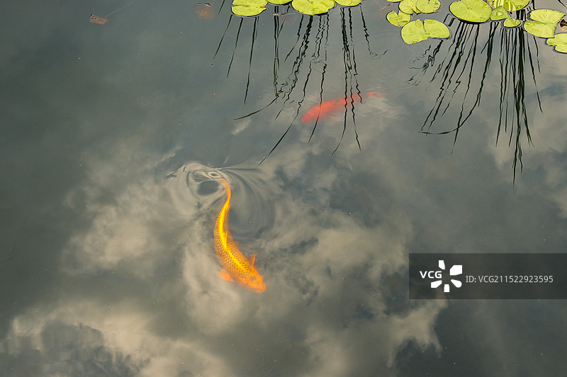 荷塘中的锦鲤图片素材