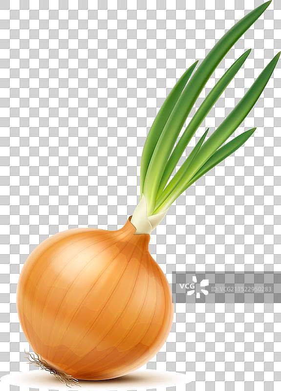独立逼真黄色完整洋葱蔬菜图片素材