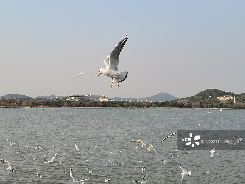 鼋头渚图片素材