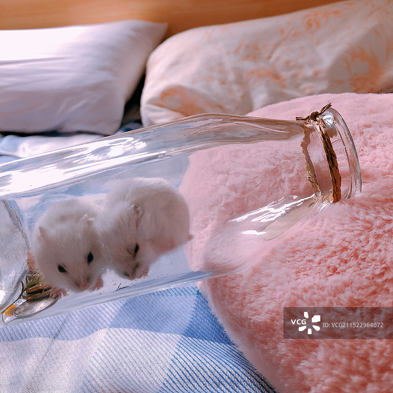 容器里的两只可爱仓鼠图片素材