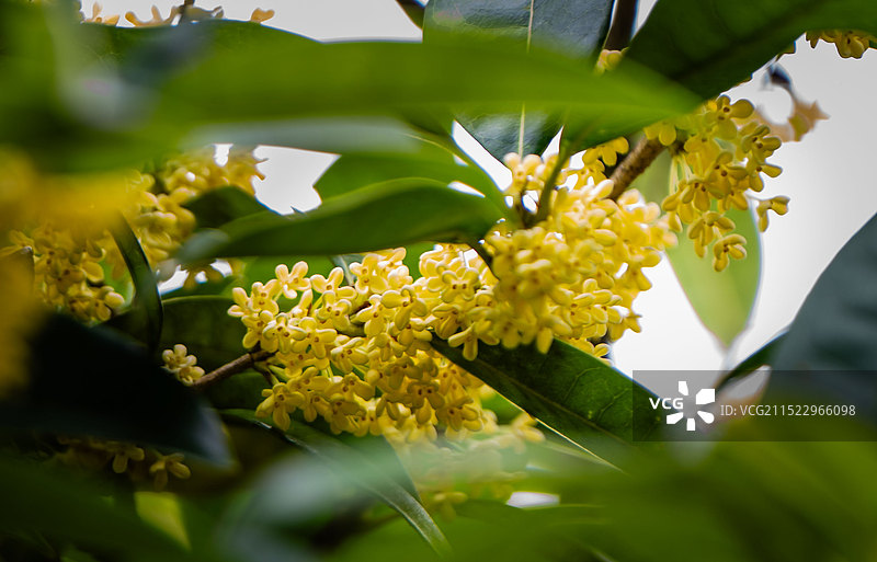 桂花开放 香飘万里图片素材