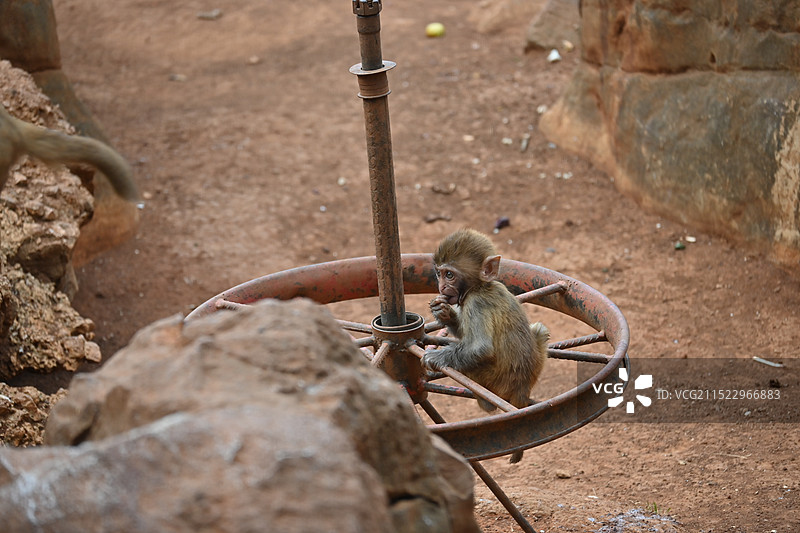 动物园的猴子图片素材