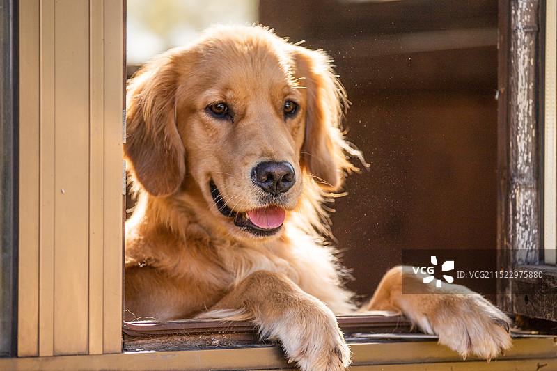 可爱金毛犬趴在木屋的窗边向外看图片素材