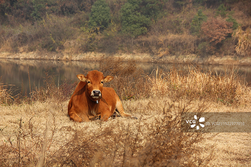 水边休息的黄牛图片素材