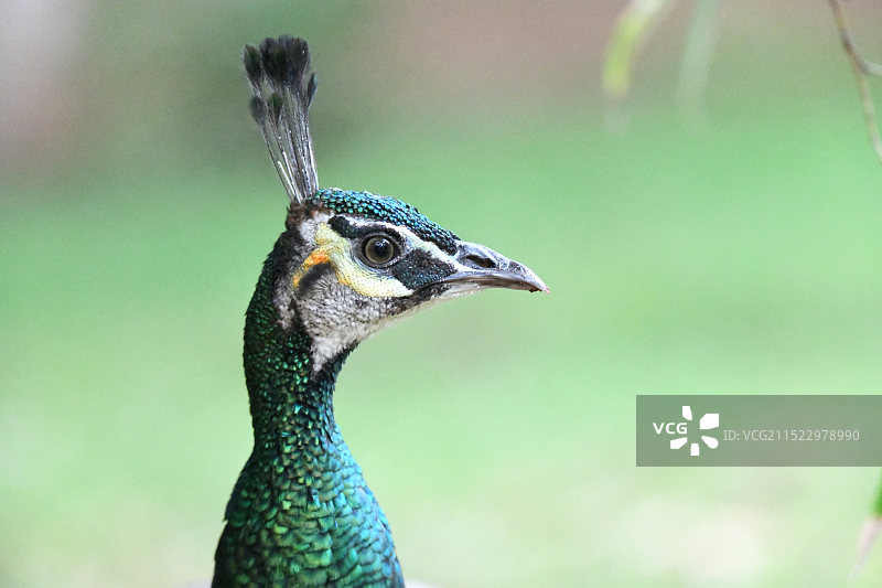 绿孔雀图片素材