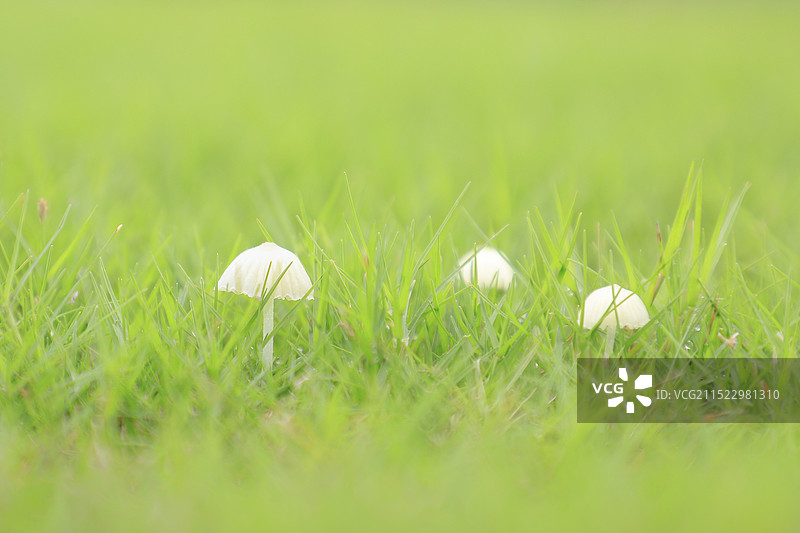 雨后嫩绿草地中的白蘑菇图片素材