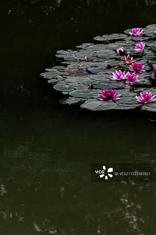 春末夏初南京紫金山内燕雀湖的粉色睡莲花图片素材