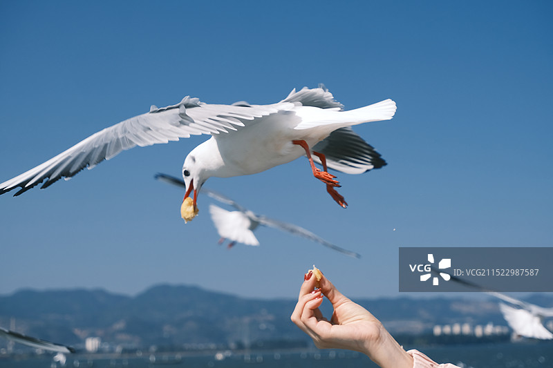 和海鸥相约见一面吧！图片素材