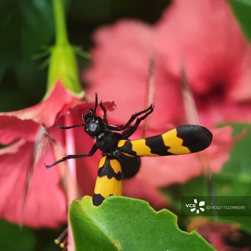 起飞吃花的大斑沟芫菁图片素材