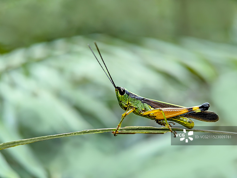 黑眼睛的蚱蜢图片素材