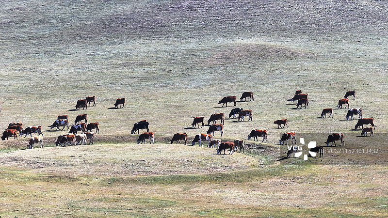 蓝天白云草原上牛群图片素材