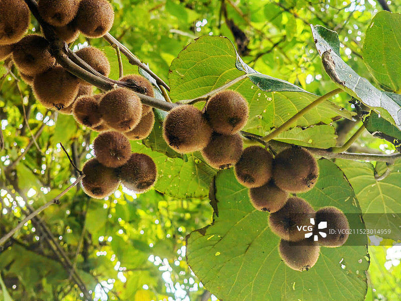 陕西野生猕猴桃图片素材