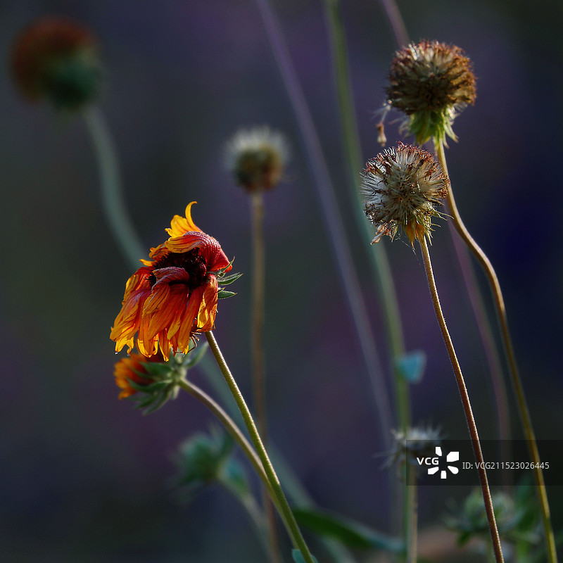 天人菊图片素材