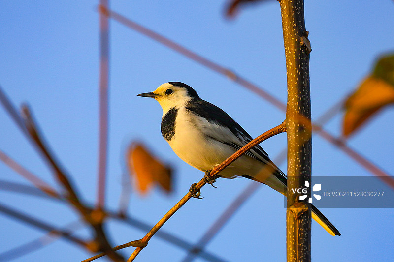 白鹡鸰图片素材