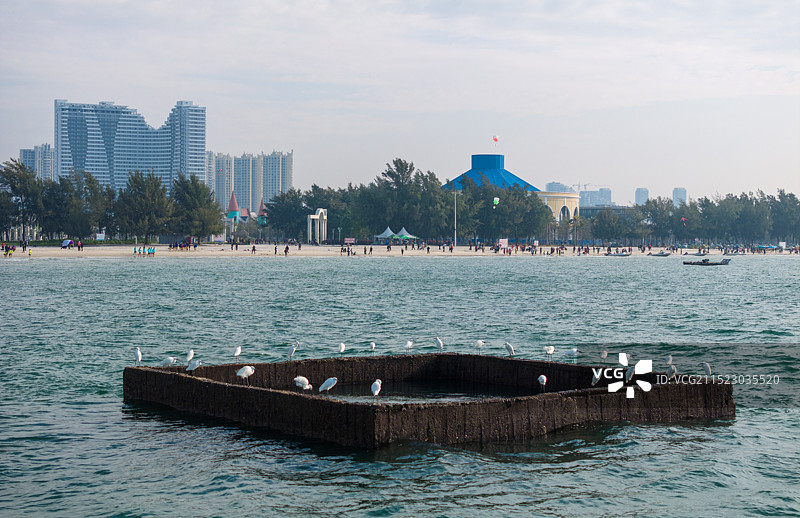 北海银滩的白鹭群图片素材