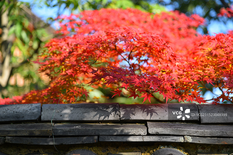 日本京都大德寺的庭院园林景观图片素材