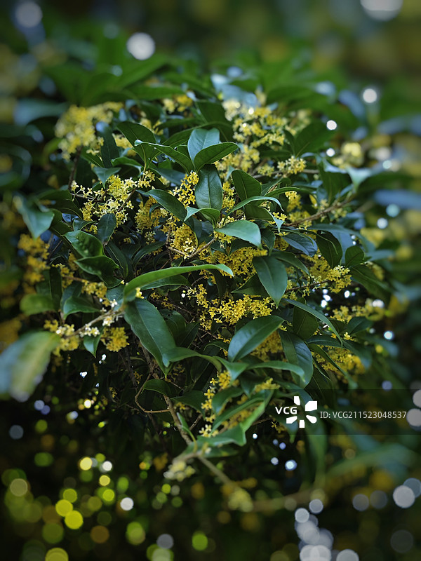 又到桂花飘香时图片素材